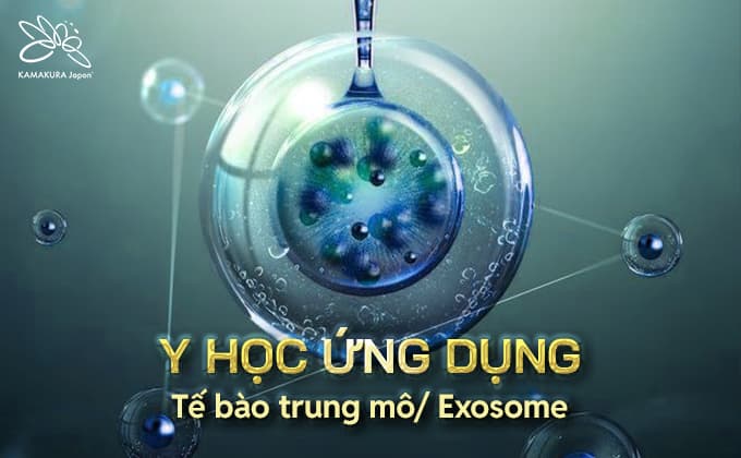 Tế bào trung mô / Exosome 680x420