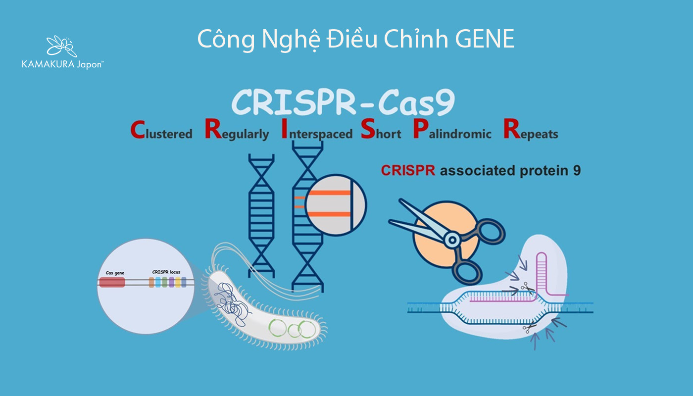 Chỉnh sửa gen bằng CRISPR - bước đột phá giúp nhắm trúng đích ung thư